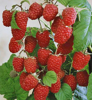 Himbeere 'AUTUMN FIRST�' 20-30 cm, Cont. 1 l