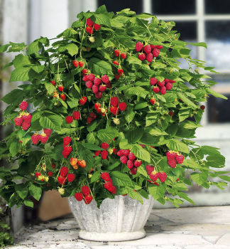 Zwerge Himbeere �LITTLE SWEET SISTER� 20-30 cm, Cont. 2 l