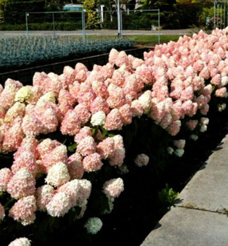 Rispenhortensie �MAGICAL SUMMER�� 30-40 cm, Cont. 2,5 l