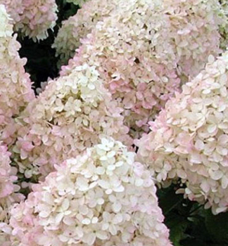 Rispenhortensie MAGICAL SWEET SUMMER 30-40 cm, Cont. 2,5 l