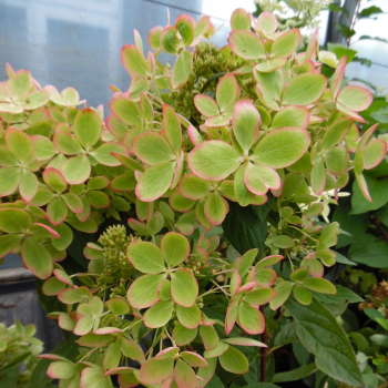 Rispenhortensie PASTELGREEN 15-20 cm, Cont. 1,4 l