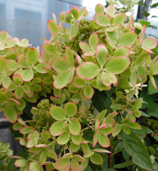 Rispenhortensie PASTELGREEN 30-40 cm, Cont. 1,4 l