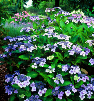 Tellerhortensie �BLUE BIRD� 20-30 cm, kont. 3 l