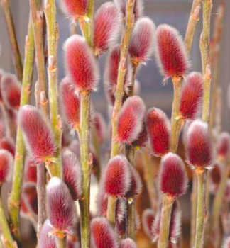 Rosa Riesen-Salweide �MOUNT ASO�� auf Stamm 40 cm, Cont. 4 l