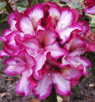 Rhododendron �MIDNIGHT MYSTIQUE� 30-40 cm, Cont. 4 l