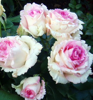 Groblumige Buschrose 'SOUVENIR DE BADEN-BADEN' ** ADR, Cont. 2 l