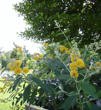 Obrzok (2)