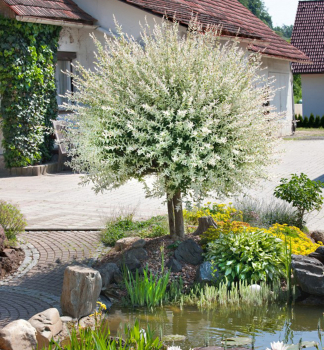 Harlekinweide 'HAKURO NISHIKI' auf Stamm 100 cm, Cont. 4 l