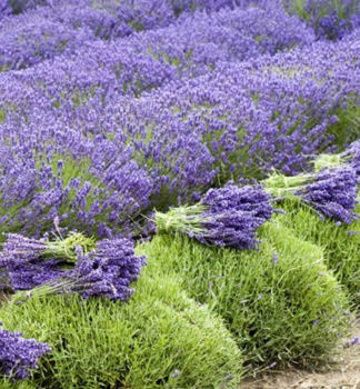 Lavendel GROSSO, Cont. 0,5 l