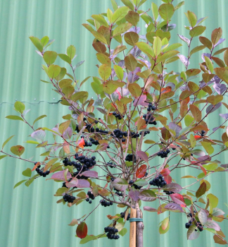 Apfelbeere �ARON� auf Stamm 160 cm, Cont. 15 l
