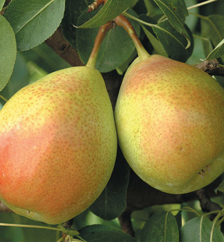 Birnenbaum SANTA MARIA Unterlage Kaukasische Birne, wurzelnackt