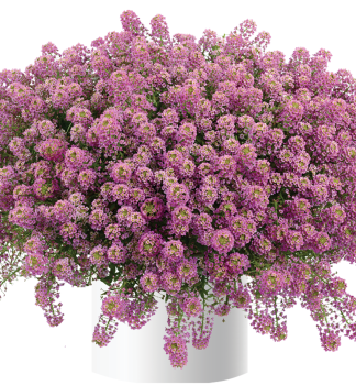 Duftsteinrich �RASPBERRY STREAM�, Cont. 0,5 l