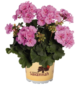 Stehend Geranie �SAVANNAH� LAVENDER SPLASH', Cont. 0,5 l