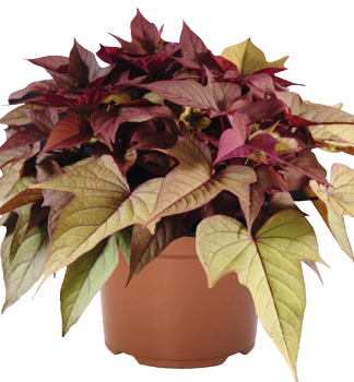 Zier-S��kartoffel �RUSTY RED�, Cont. 0,5 l