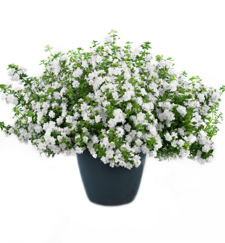 Schneeflockenblume �SCOPIA DOUBLE SNOWBALL� Cont. 0,5 l