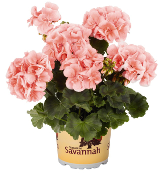 Stehend Geranie �SAVANNAH� LIGHT SALMON', Cont. 0,5 l