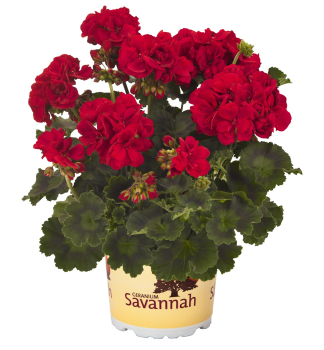 Stehend Geranie 'SAVANNAH� REALLY RED', Cont. 0,5 l