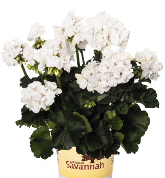 Stehend Geranie 'SAVANNAH� WHITE', Cont. 0,5 l