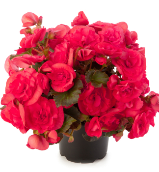 Begonie �SOLENIA DARK PINK�, Cont. 0,5 l