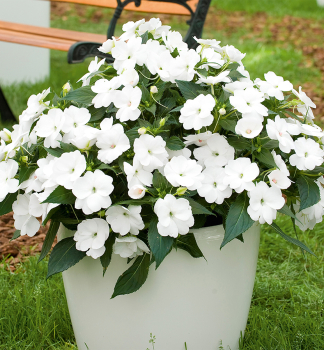 Flei�iges Lieschen �PETTICOAT WHITE�, Cont. 0,5 l