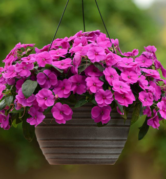 Flei�iges Lieschen �PETTICOAT PURPLE�, Cont. 0,5 l