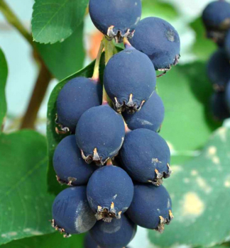 Erlenbl�ttrige Felsenbirne �MANDAN� 60-70 cm, Cont. 1,5 l