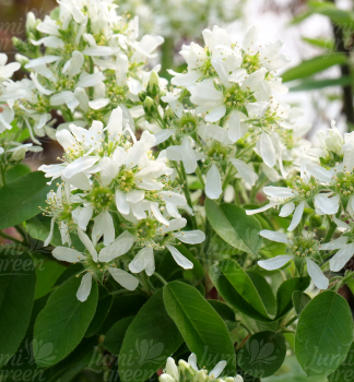 Obr�zok (5)
