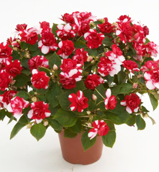 Flei�iges Lieschen �MUSICA BICOLOR DARK RED�, kont. 0,5 l