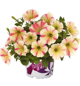 �berh�ngende Petunie �PEPPY�SUNSET�, Cont. 0,5 l