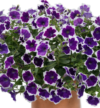 Petunie 'CASCADIAS� RIM VIOLET', Cont. 0,5 l