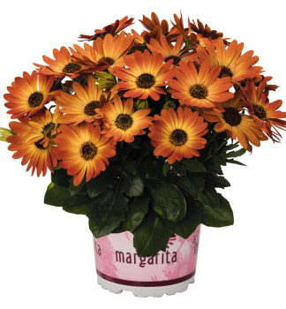 Kapk�rbchen (afrikanisches G�nsebl�mchen) �MARGARITA ORANGE FLARE�, Cont. 0,5 l