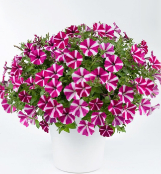 Petunie 'AMORE� JOY', Cont. 0,5 l