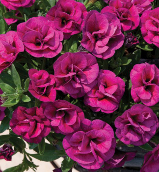 Mini-Petunie 'ALOHA DOUBLE� PURPLE', Cont. 0,5 l