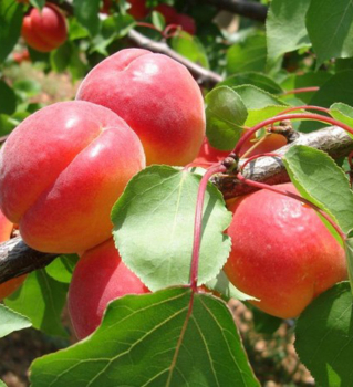 Aprikosenbaum �BIG RED��, 130-140 cm, Unterlage Gr�ne Reneklode, Cont. 5 l