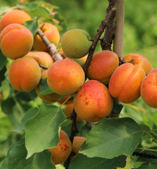 Aprikose ORANGE RED Unterlage St. Julien, 150-170 cm, Cont. 5 l