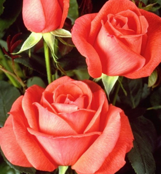 Groblumige Buschrose SUPERSTAR *** Tantau, Cont. 2 l