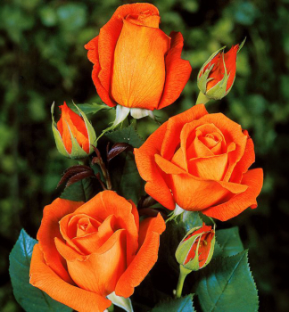 Groblumige Buschrose SUPERSTAR *** Tantau, Cont. 2 l