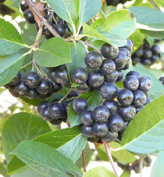 Apfelbeere �VIKING� 40-50 cm, Cont. 2,5 l