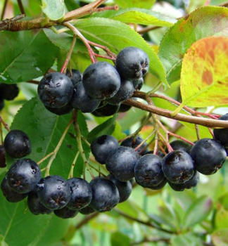 Apfelbeere 'HUGIN' 40-50 cm, Cont. 2,5 l