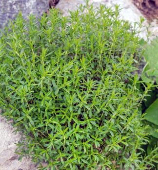 Winter-Bohnenkraut �BOLERO� Cont. 1 l