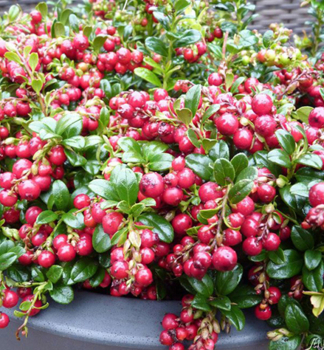 Preiselbeere 'KORALLE' 20-30 cm, Cont. 2 l