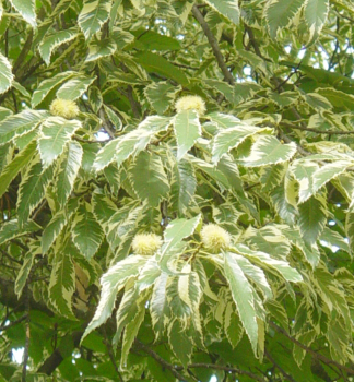 Edelkastanie VARIEGATA auf Stamm120 cm, Cont. 7,5 l
