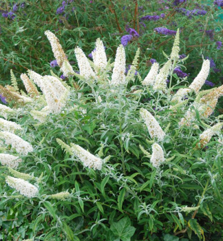 Sommerflieder WHITE BALL 15-20 cm, Cont. 1,4 l