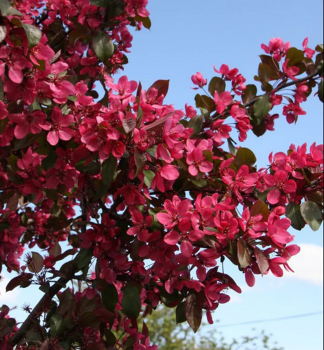 Zierapfelbaum  SCARLETT 200-250 cm, Cont. 20 l