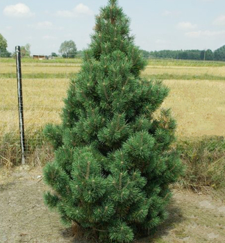 Bergkiefer COLUMNARIS 30-40 cm, Cont. 7,5 l