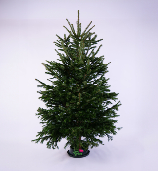 Normannische Tanne, PREMIUM 200-220 cm, frisch geschlagen
