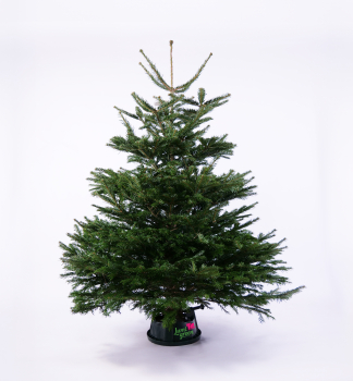 Normannische Tanne, PREMIUM 170-200 cm, frisch geschlagen