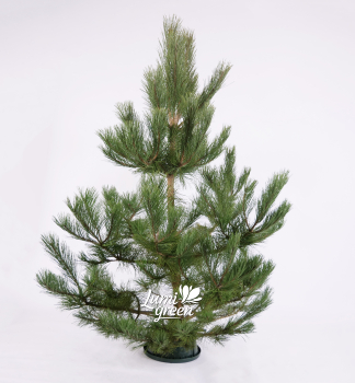 Weihnachtskiefer, frisch geschlagen 170-180 cm