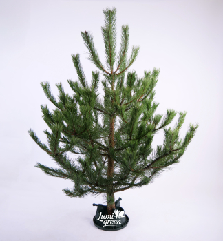 Weihnachtskiefer, frisch geschlagen 150-160 cm