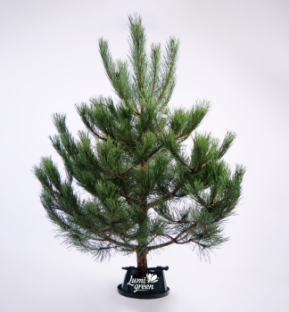 Weihnachtskiefer, frisch geschlagen 130-140 cm